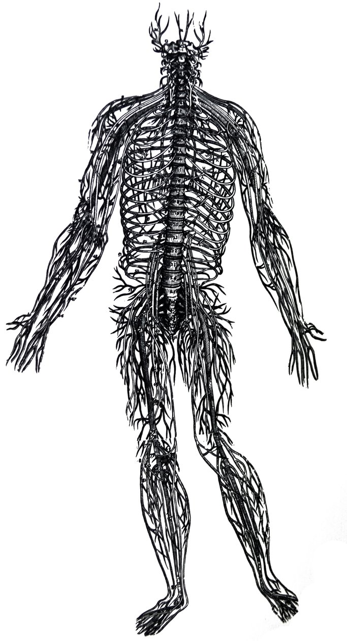 A tányérok a De Humani Corporis Fabrica negyedik könyvéből alkotó: Andreas Vesalius