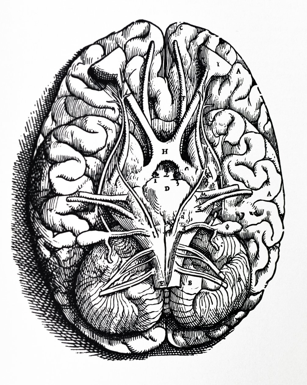 A tányérok a De Humani Corporis Fabrica negyedik könyvéből alkotó: Andreas Vesalius