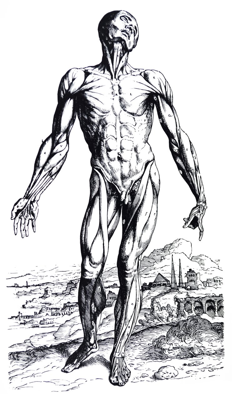 A De Humani Corporis Fabrica második könyvének táblái alkotó: Andreas Vesalius