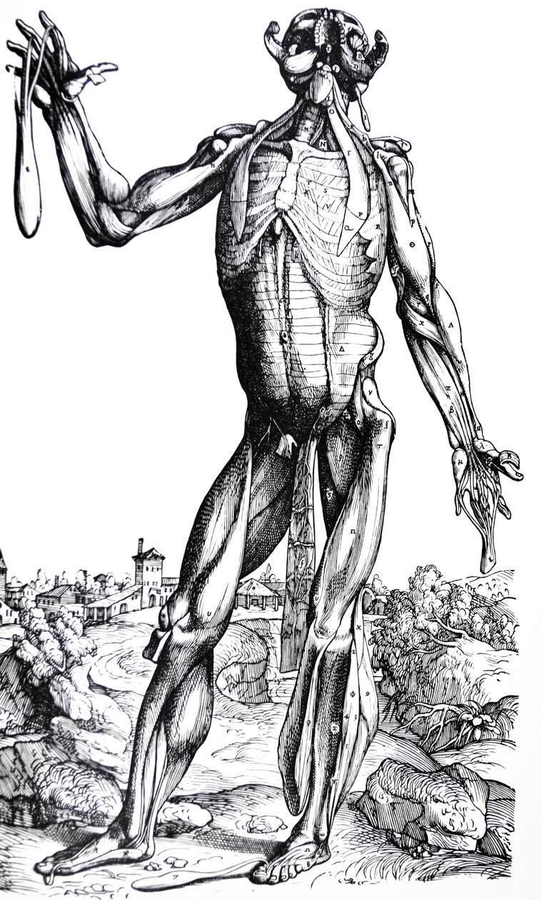 A tányérok a De Humani Corporis Fabrica második könyvéből alkotó: Andreas Vesalius