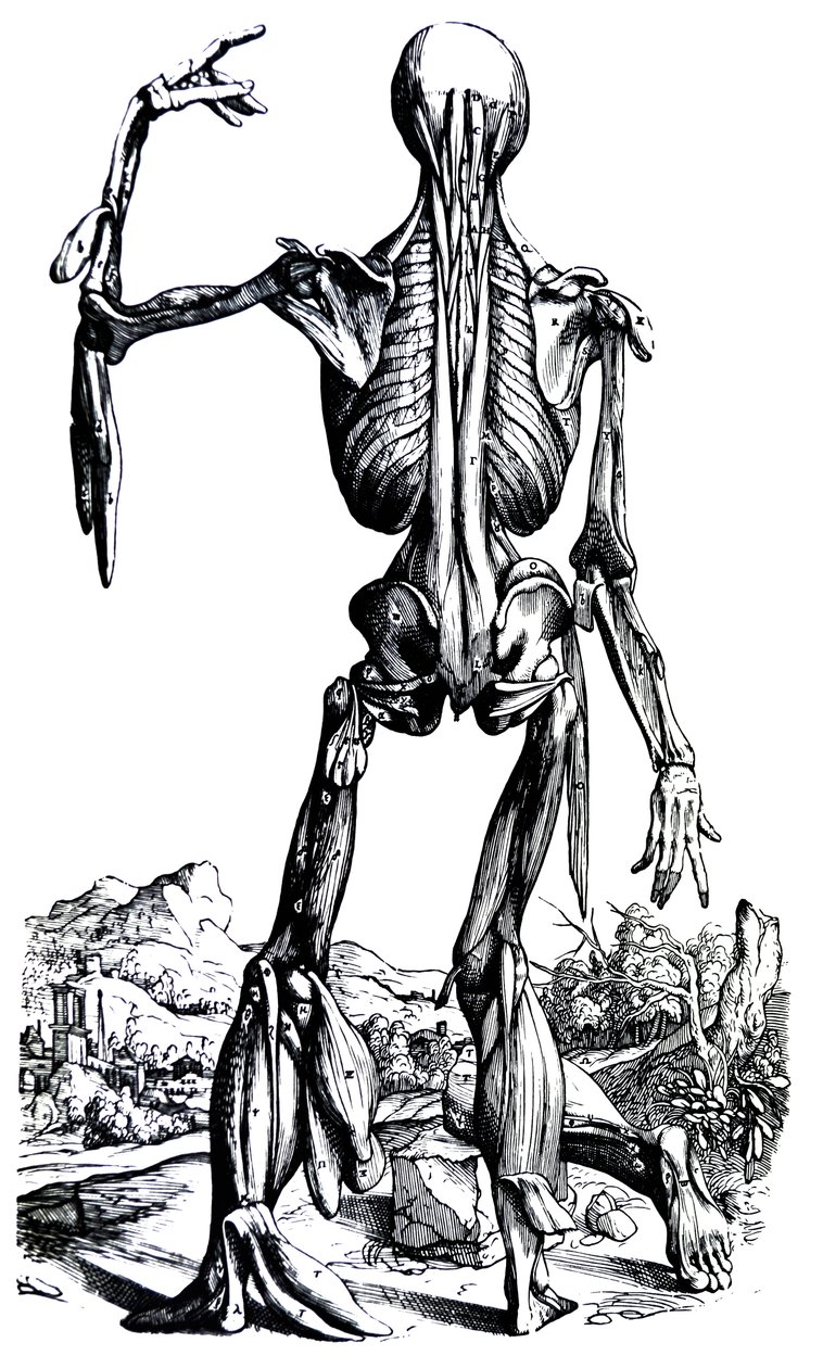 A tányérok a De Humani Corporis Fabrica második könyvéből alkotó: Andreas Vesalius