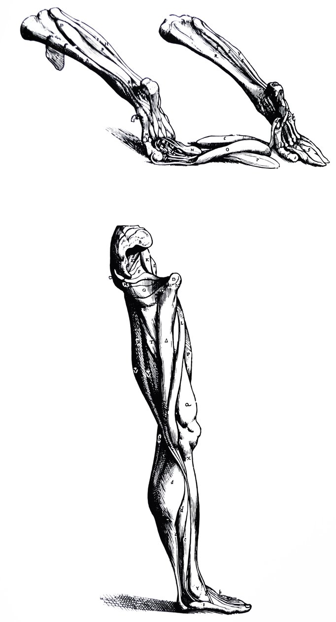 A tányérok a De Humani Corporis Fabrica második könyvéből alkotó: Andreas Vesalius