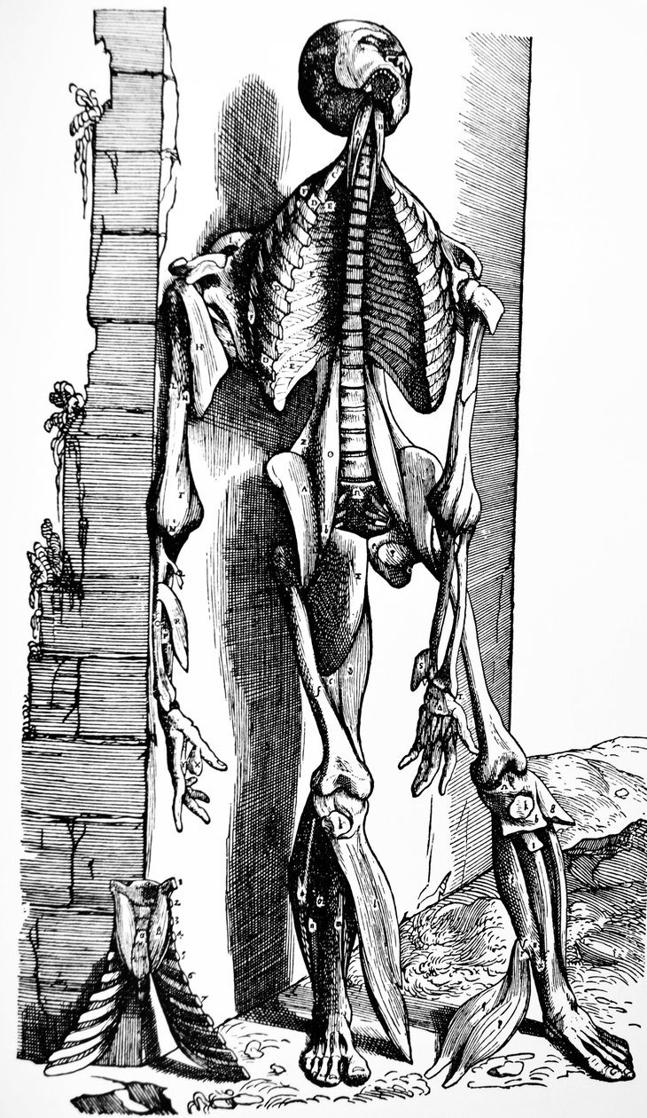 A tányérok a De Humani Corporis Fabrica második könyvéből alkotó: Andreas Vesalius