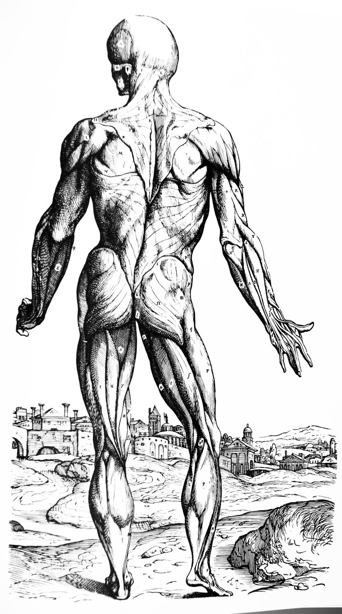 A De Humani Corporis Fabrica második könyvének táblái alkotó: Andreas Vesalius