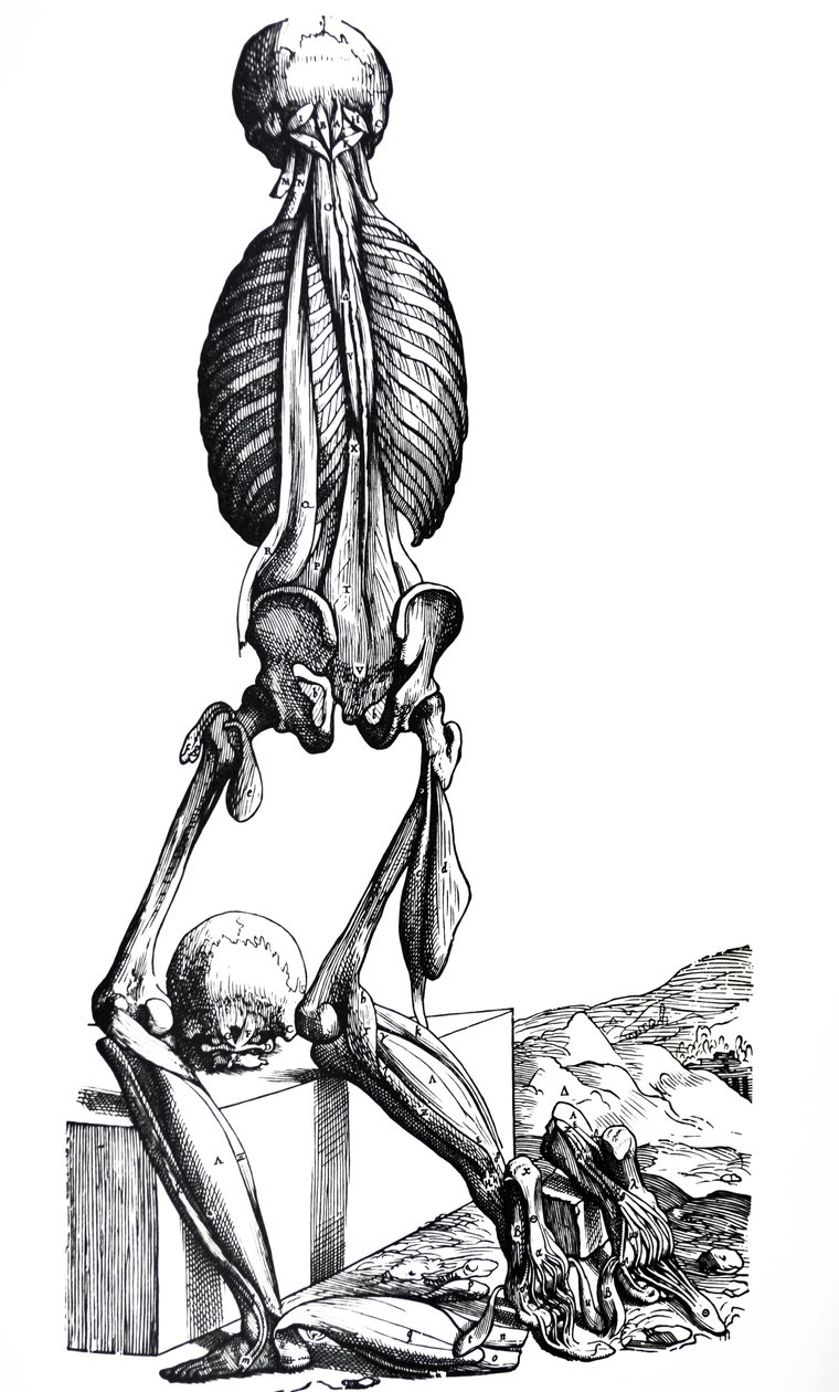 A De Humani Corporis Fabrica második könyvének táblái alkotó: Andreas Vesalius