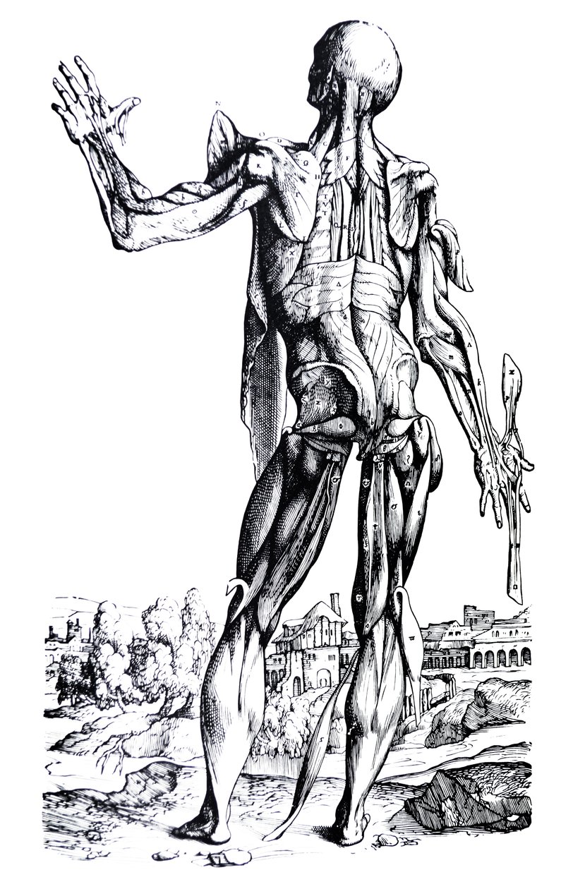 A tányérok a De Humani Corporis Fabrica második könyvéből alkotó: Andreas Vesalius