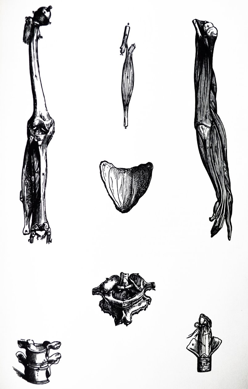 A tányérok a De Humani Corporis Fabrica második könyvéből alkotó: Andreas Vesalius