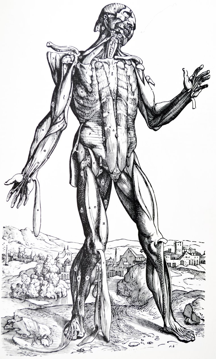 A tányérok a De Humani Corporis Fabrica második könyvéből alkotó: Andreas Vesalius