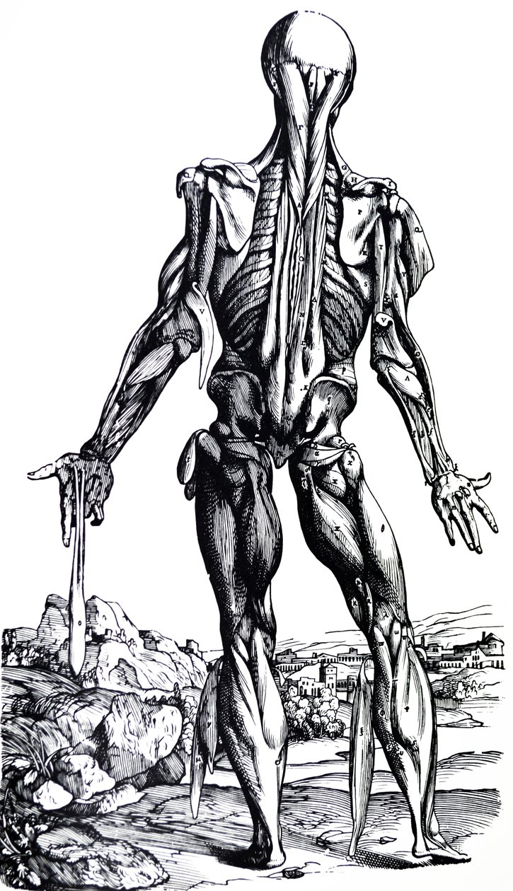 A tányérok a De Humani Corporis Fabrica második könyvéből alkotó: Andreas Vesalius