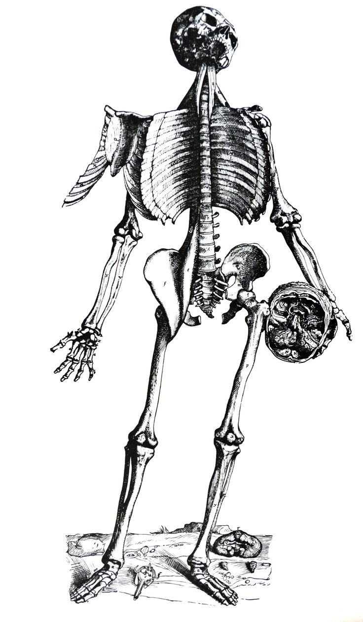 A tányérok a De Humani Corporis Fabrica hetedik könyvéből alkotó: Andreas Vesalius