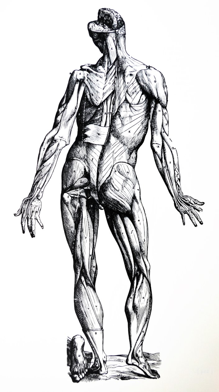 A tányérok a De Humani Corporis Fabrica hetedik könyvéből alkotó: Andreas Vesalius