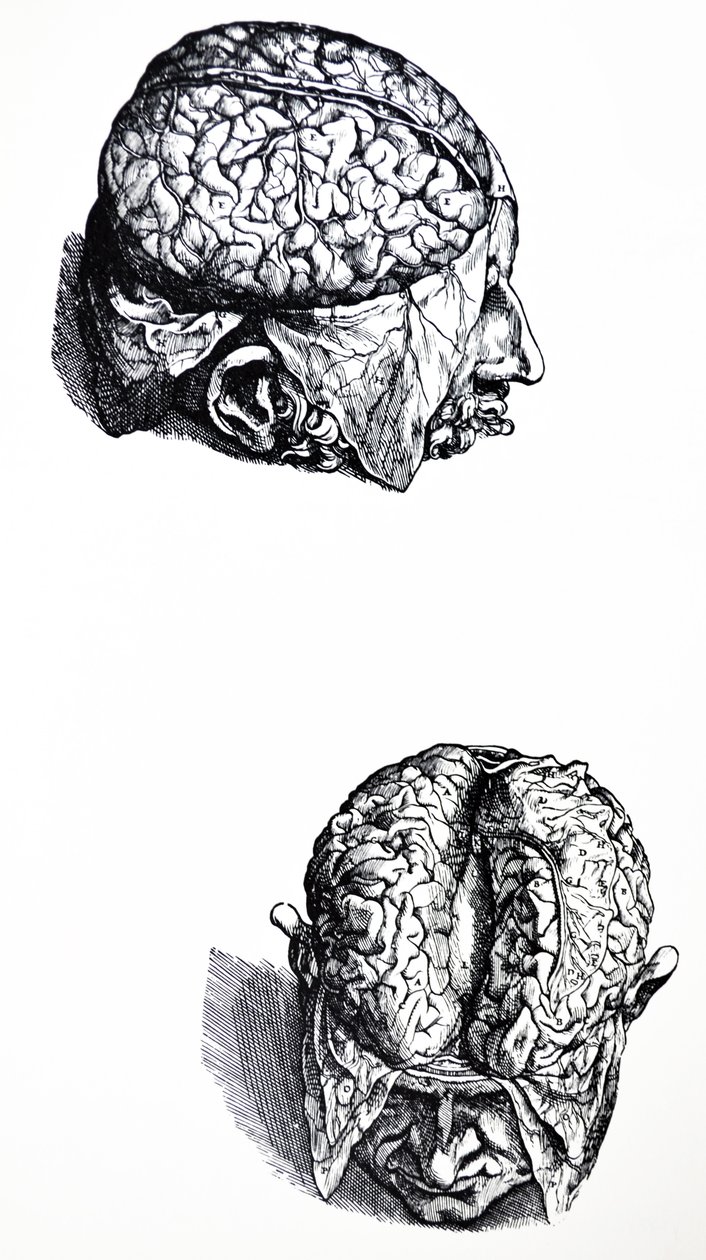 A tányérok a De Humani Corporis Fabrica hetedik könyvéből alkotó: Andreas Vesalius