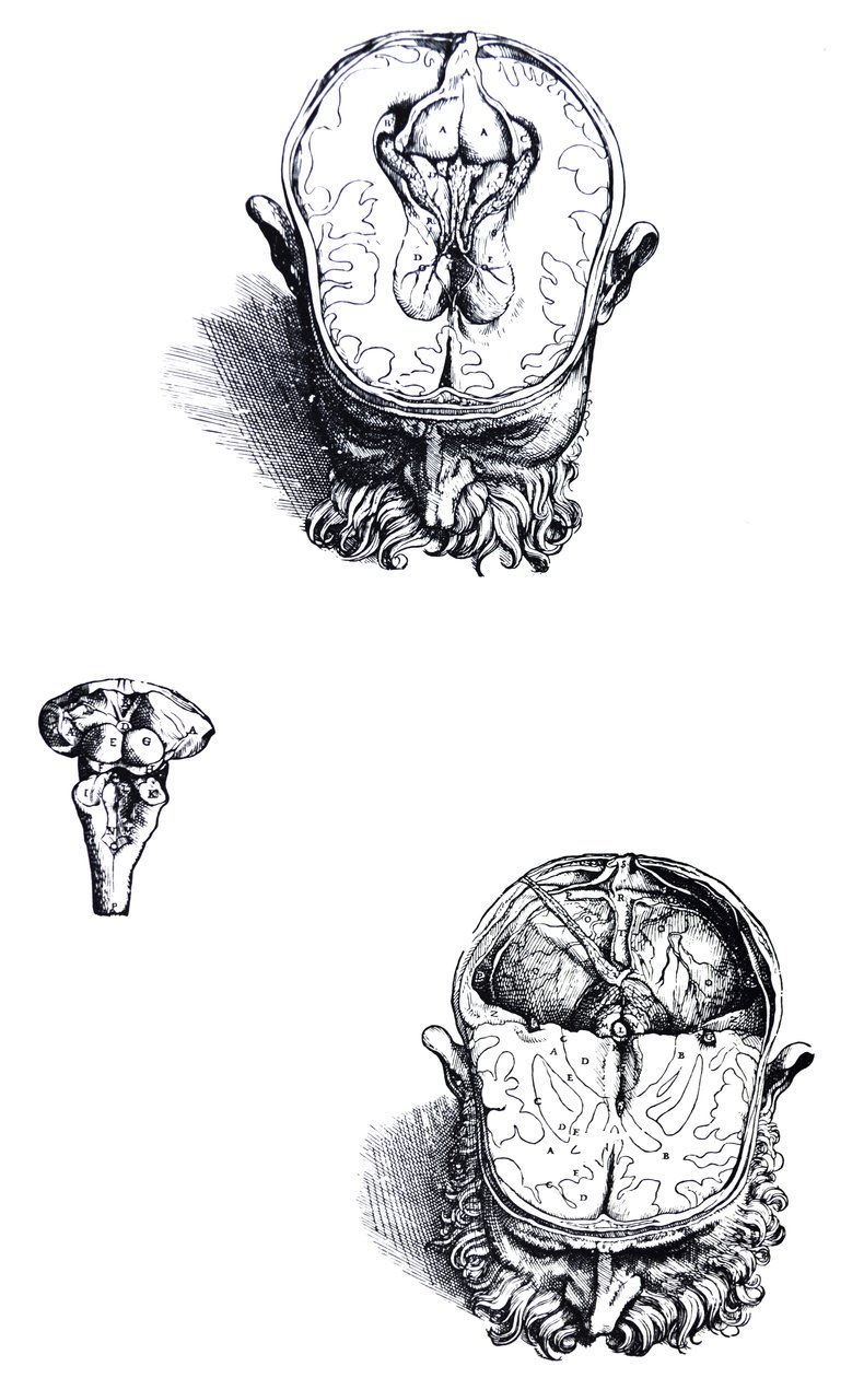 A tányérok a De Humani Corporis Fabrica hetedik könyvéből alkotó: Andreas Vesalius