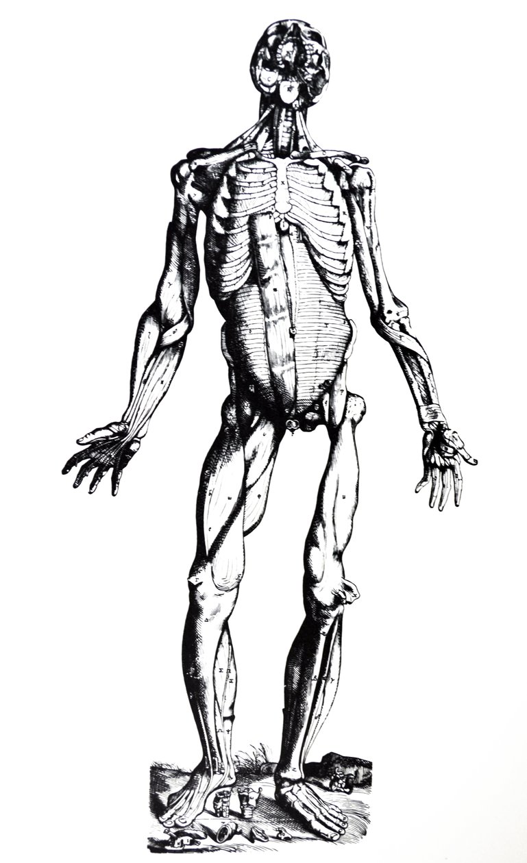 A tányérok a De Humani Corporis Fabrica hetedik könyvéből alkotó: Andreas Vesalius