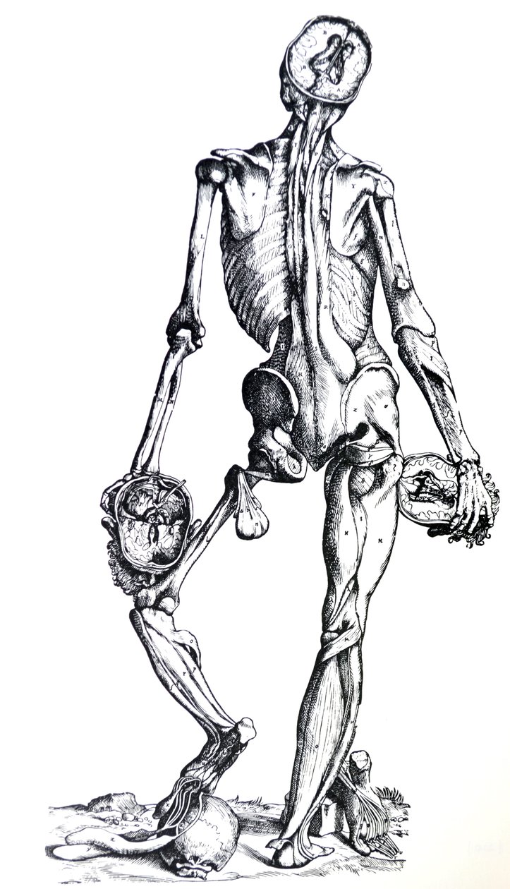 A tányérok a De Humani Corporis Fabrica hetedik könyvéből alkotó: Andreas Vesalius