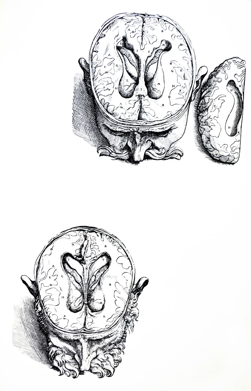 A tányérok a De Humani Corporis Fabrica hetedik könyvéből alkotó: Andreas Vesalius