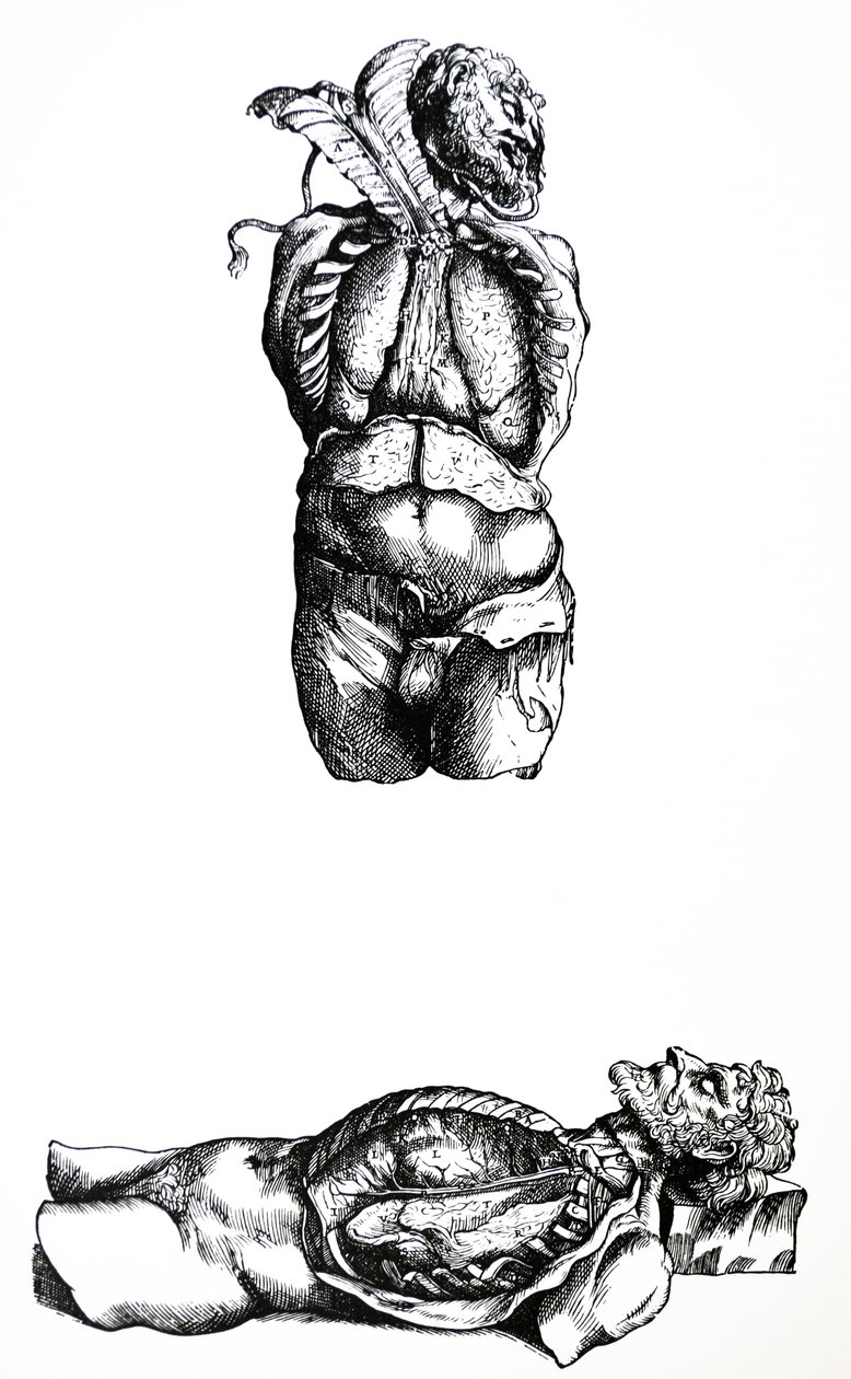 A lemezek a De Humani Corporis Fabrica hatodik könyvéből alkotó: Andreas Vesalius