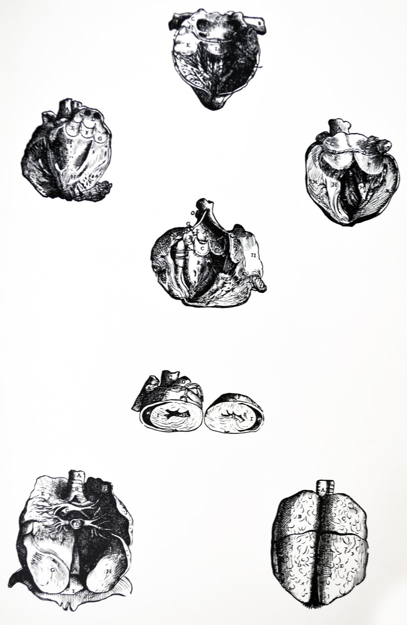 A lemezek a De Humani Corporis Fabrica hatodik könyvéből alkotó: Andreas Vesalius