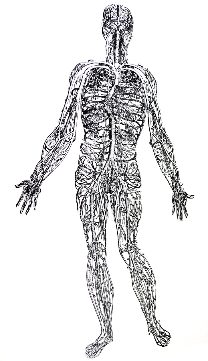 A lemezek a De Humani Corporis Fabrica harmadik könyvéből alkotó: Andreas Vesalius