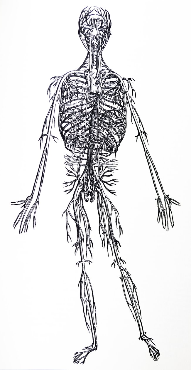 A De Humani Corporis Fabrica harmadik könyvének táblái alkotó: Andreas Vesalius