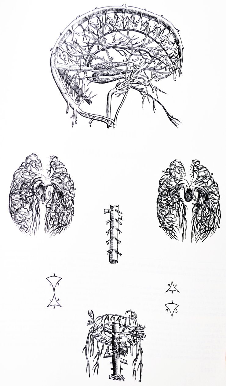 A lemezek a De Humani Corporis Fabrica harmadik könyvéből alkotó: Andreas Vesalius