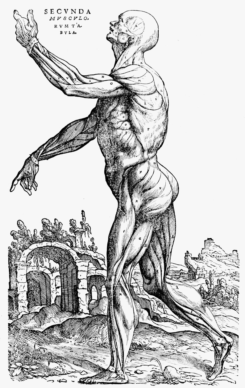 Az izmok második lemeze, a De humani corporis fabrica II. könyvéből, 1543 alkotó: Andreas Vesalius