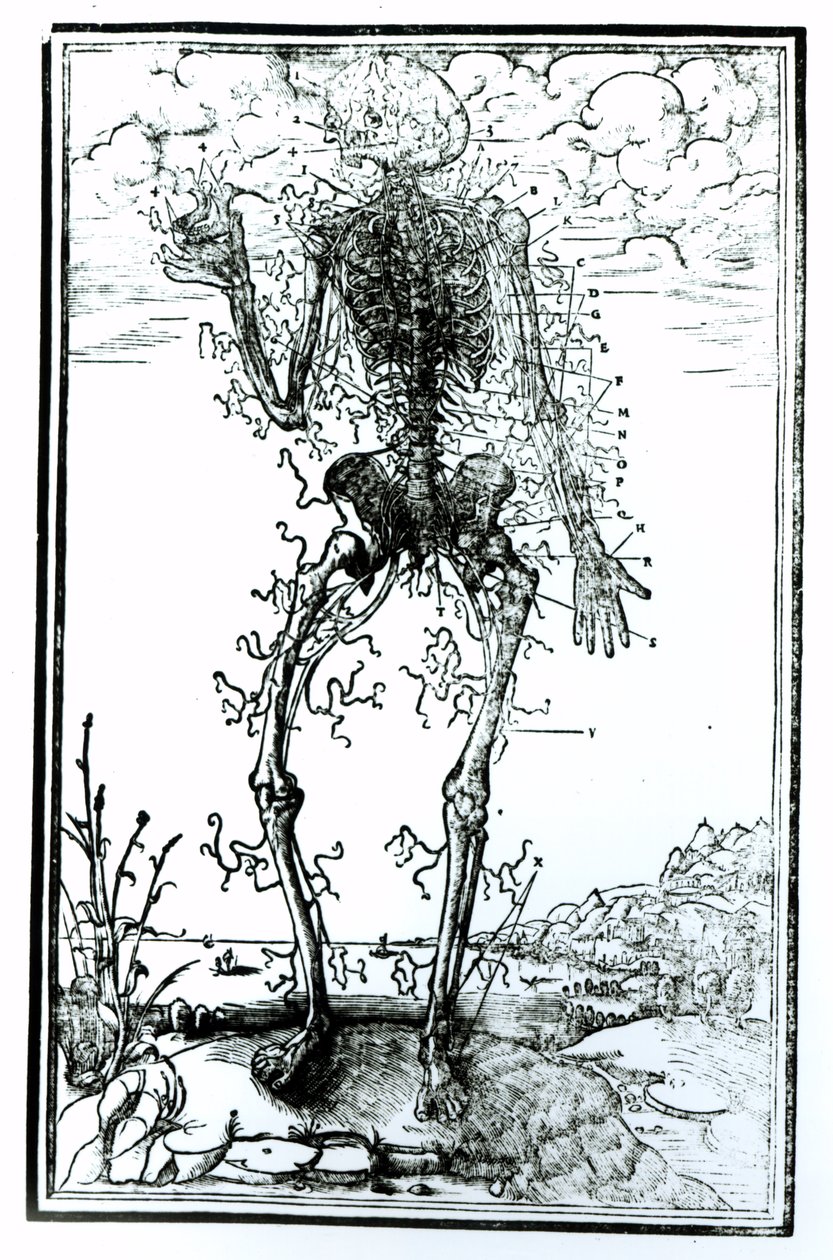 A test érrendszere alkotó: Andreas Vesalius