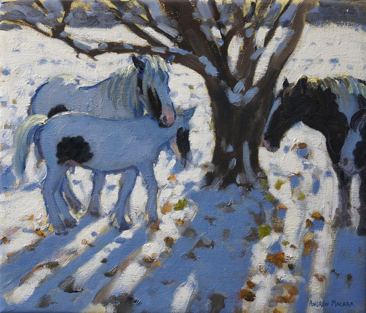 Skewbald pónik télen, 2012 alkotó: Andrew Macara