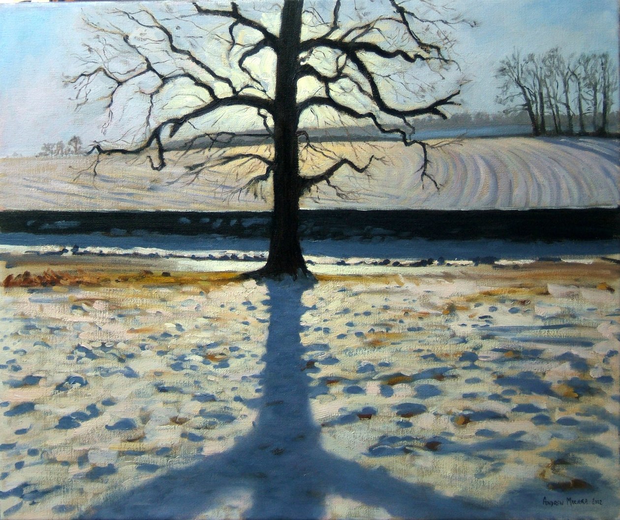 Fa és árnyék, Calke Abbey, Derbyshire alkotó: Andrew Macara