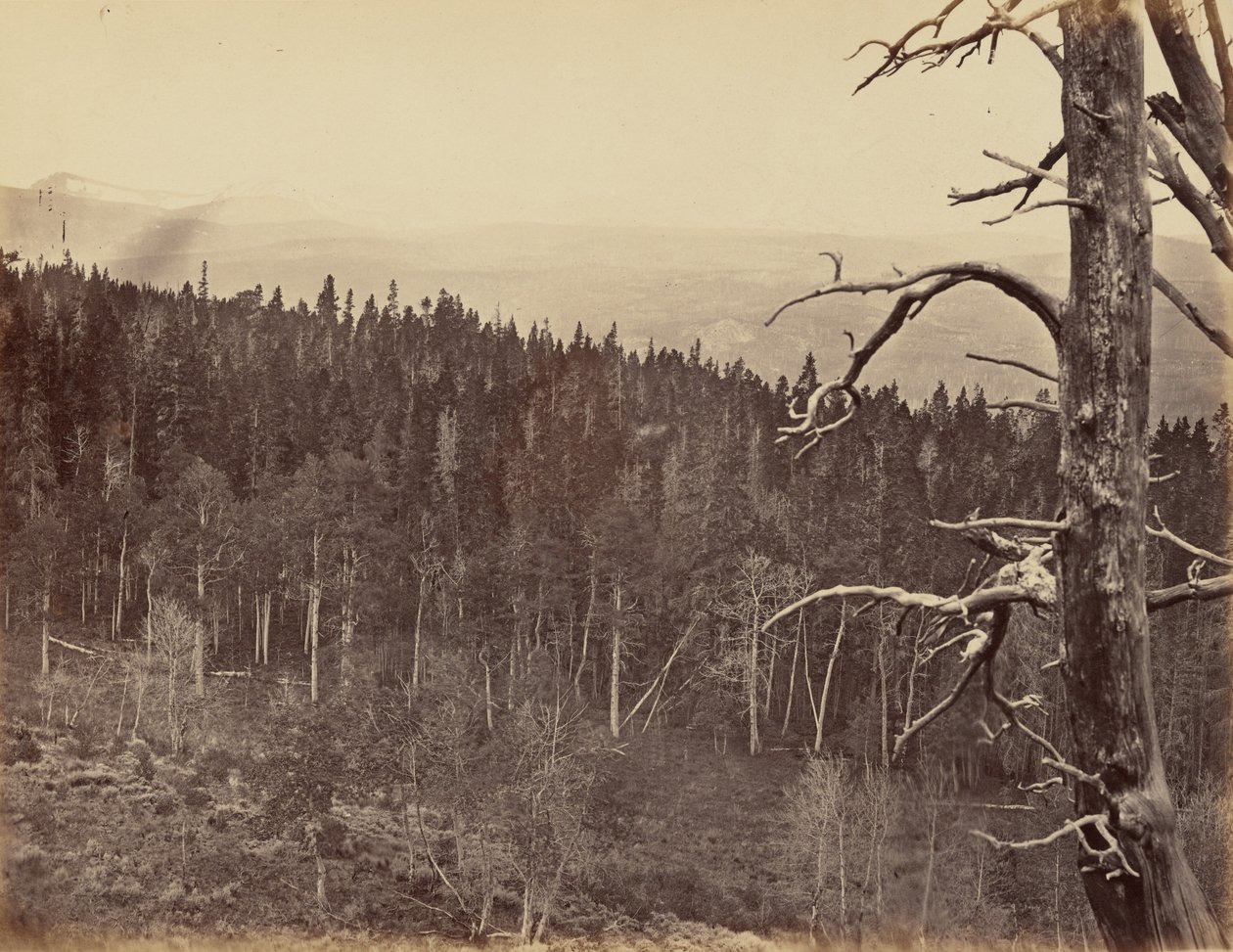 13. tányér. Hó- és favonal, Laramie-hegység,1869 (fotó) alkotó: Andrew Joseph Russell