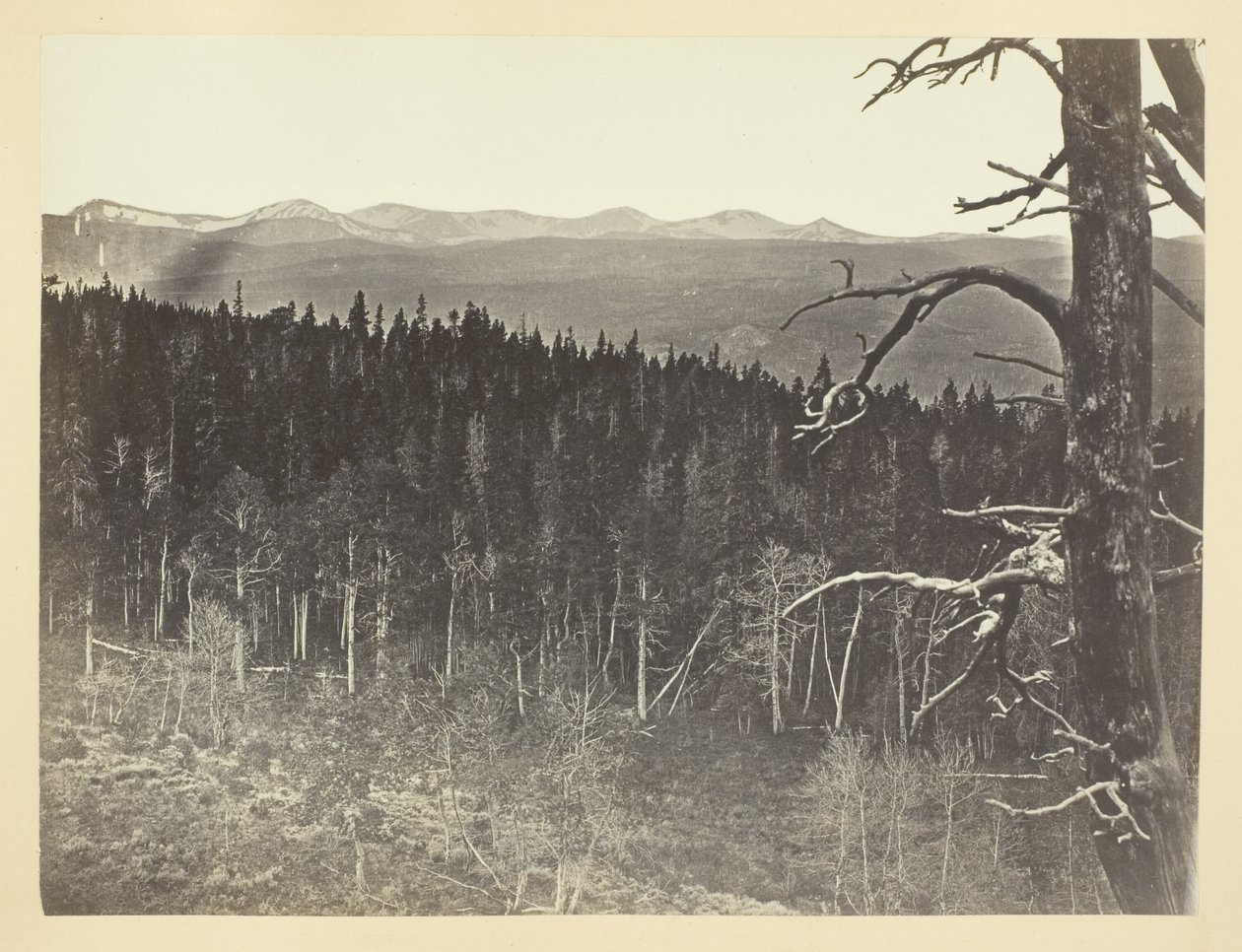 Snow and Timber Line, Medicine Bow Mountain alkotó: Andrew Joseph Russell