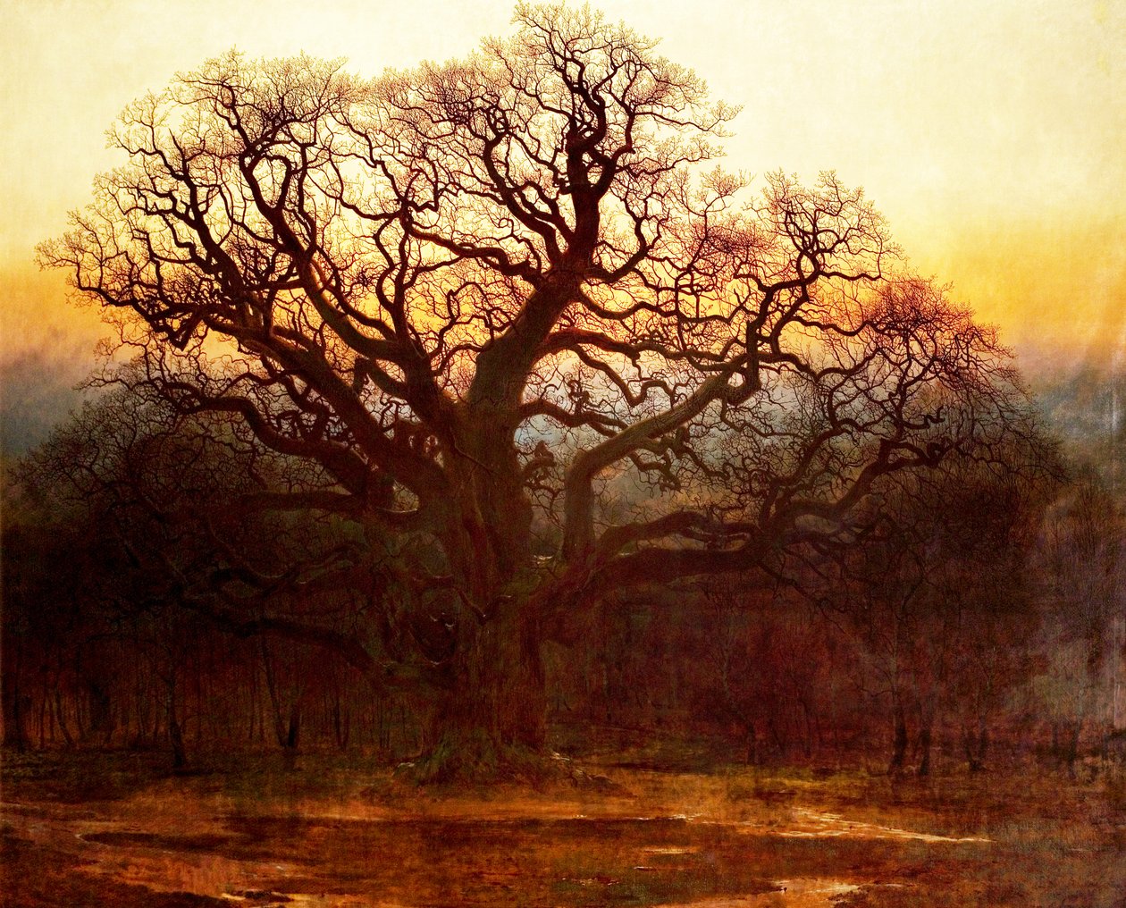 Major Oak, Sherwood Forest, Nottinghamshire, 1882 alkotó: Andrew MacCallum