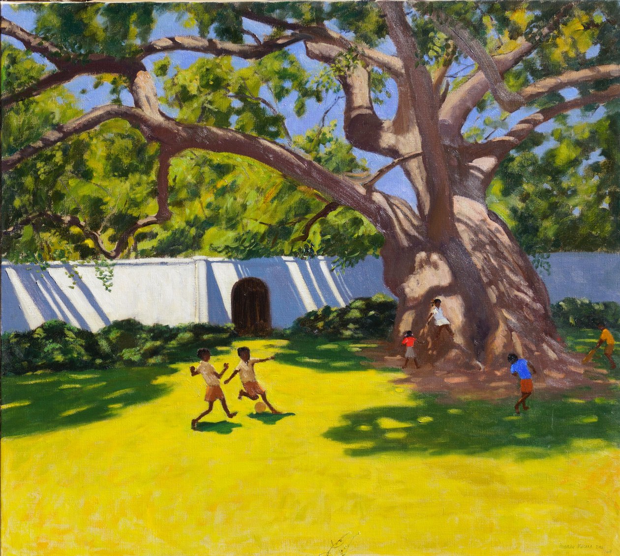 ŐSI KÁMFORFA, VERGELEGEN TELEP, DÉL-AFRIKA alkotó: Andrew Macara