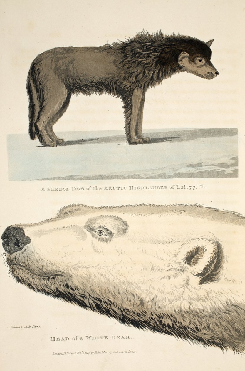 A sarkvidéki felföldiek szánhúzó kutyája és egy fehér medve feje, illusztráció az "A Voyage of discovery..."-ból, 1819. alkotó: Andrew Motz Skene