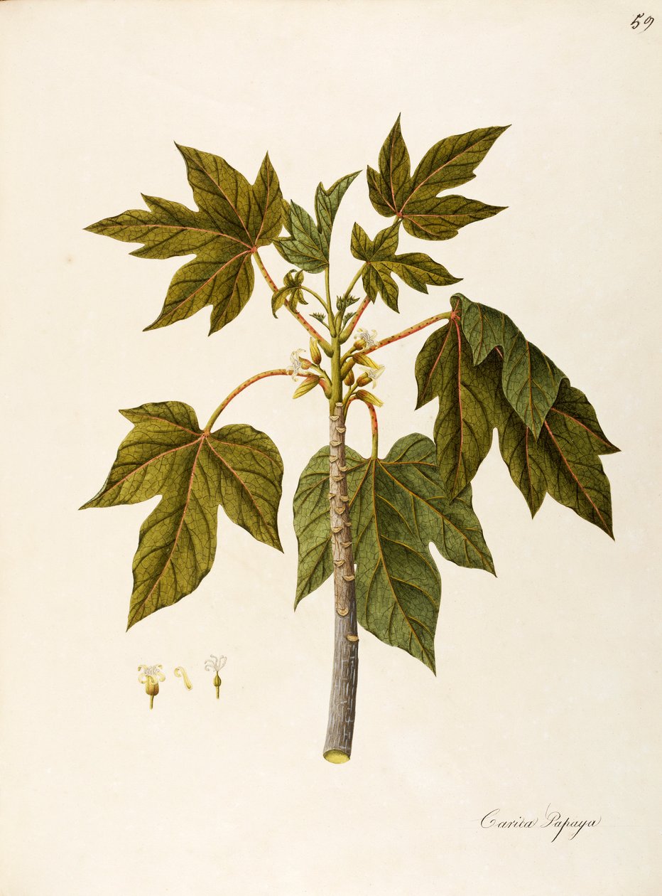 Papaya (Carica papaya), Caricaceae, meleg üvegházhatású fa kitartó levelekkel, terméséért termesztik, trópusi Amerikában őshonos, akvarell alkotó: Angela Rossi Bottione