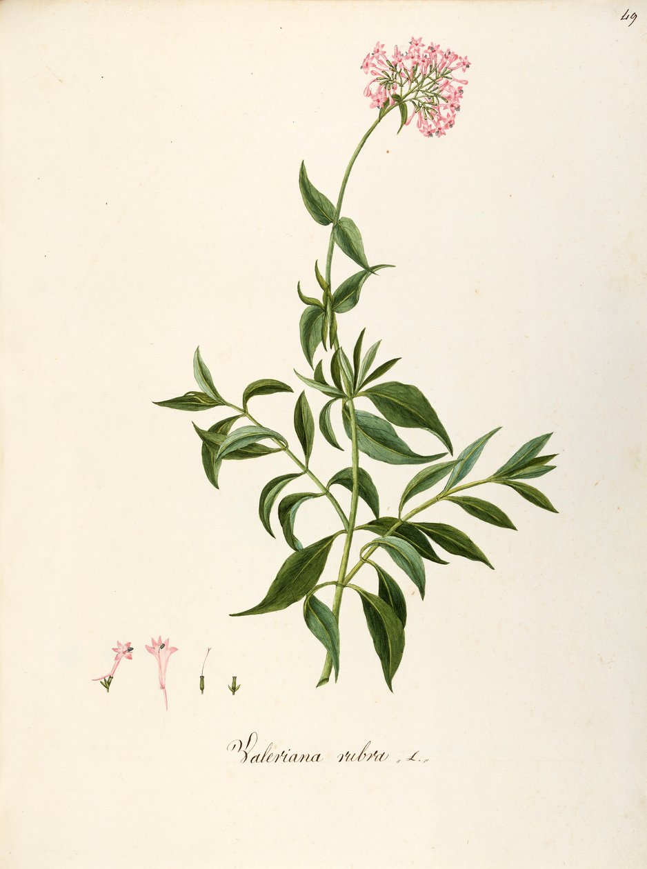 Valerianaceae, Red Valerian (Centranthus ruber), lágyszárú évelő növény virágágyásokba vagy sziklás kertekbe, spontán Olaszországban, Angela Rossi Bottione és munkatársai, akvarell alkotó: Angela Rossi Bottione