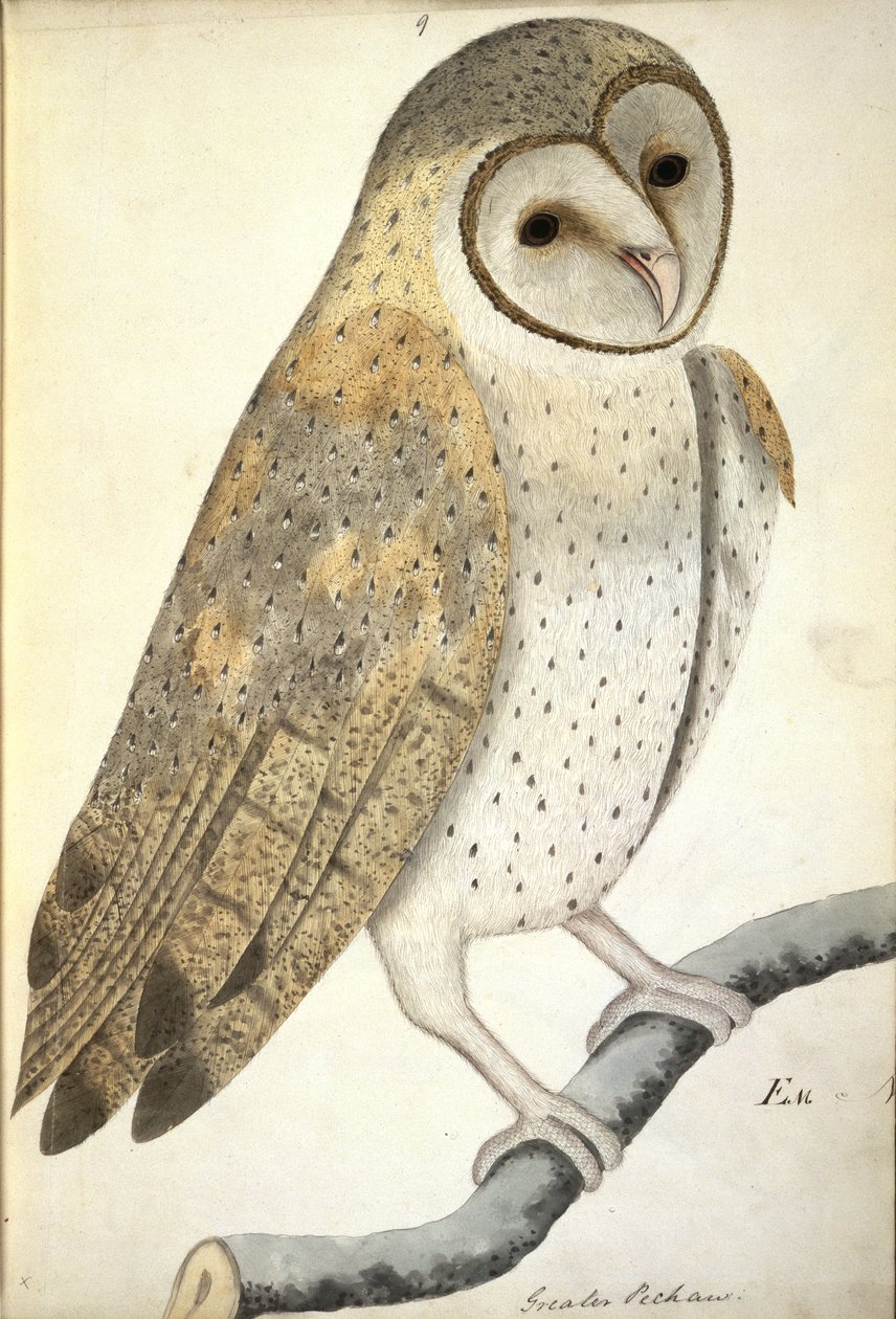 Fülesbagoly, „Nagy Pechaw”, 1798-1805 körül (akvarell papíron) alkotó: Anglo Indian School