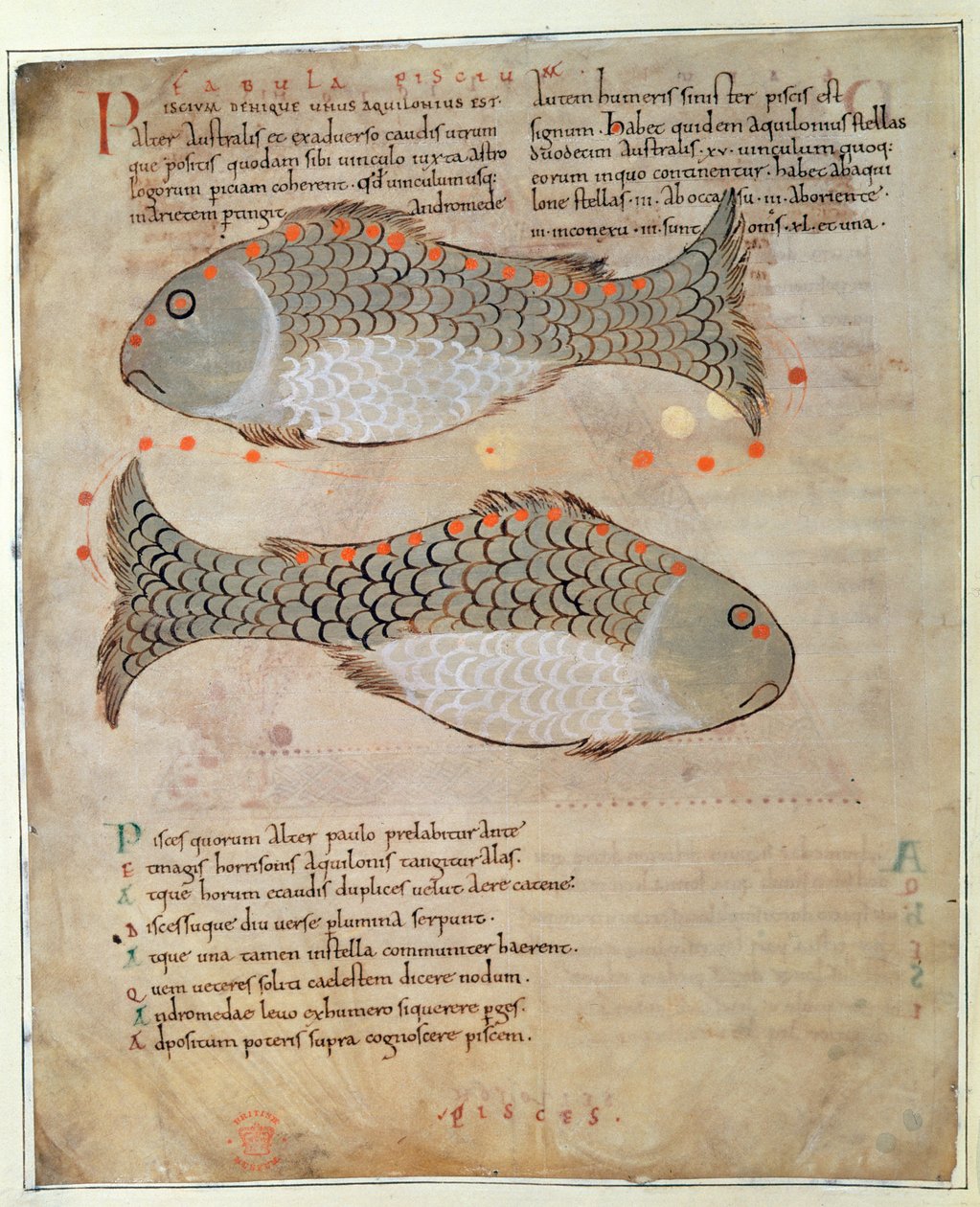 Cott Tib B V Par I 33v The Constellation Pisces a Kelet csodáiból, 1030 körül (vellum) alkotó: Anglo Saxon