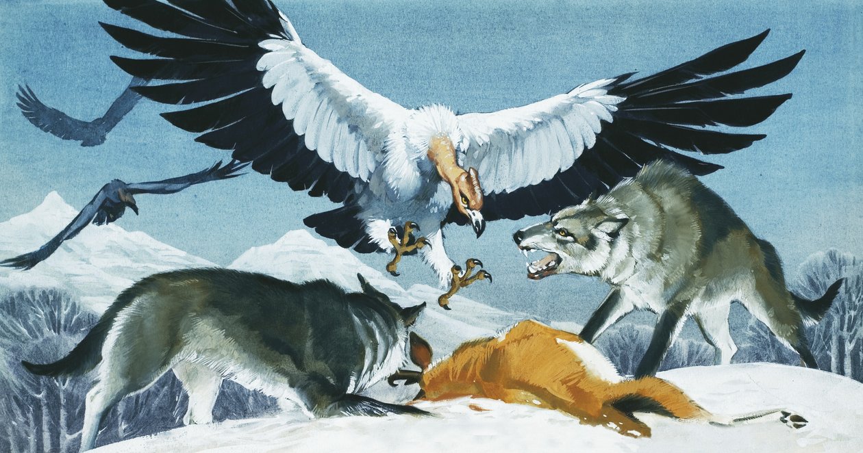 Teratornis alkotó: Angus McBride