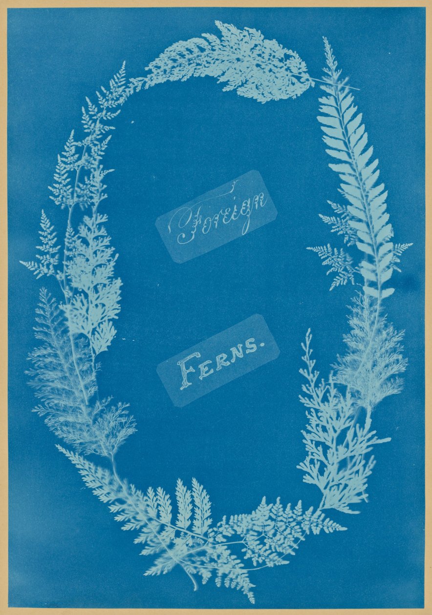 Külföldi páfrányok alkotó: Anna Atkins