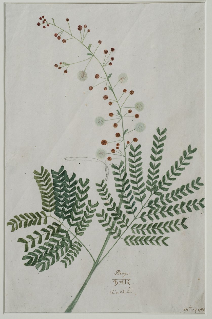 Acacia leucophloea, 1785 (wc papíron) alkotó: Anna Maria Jones