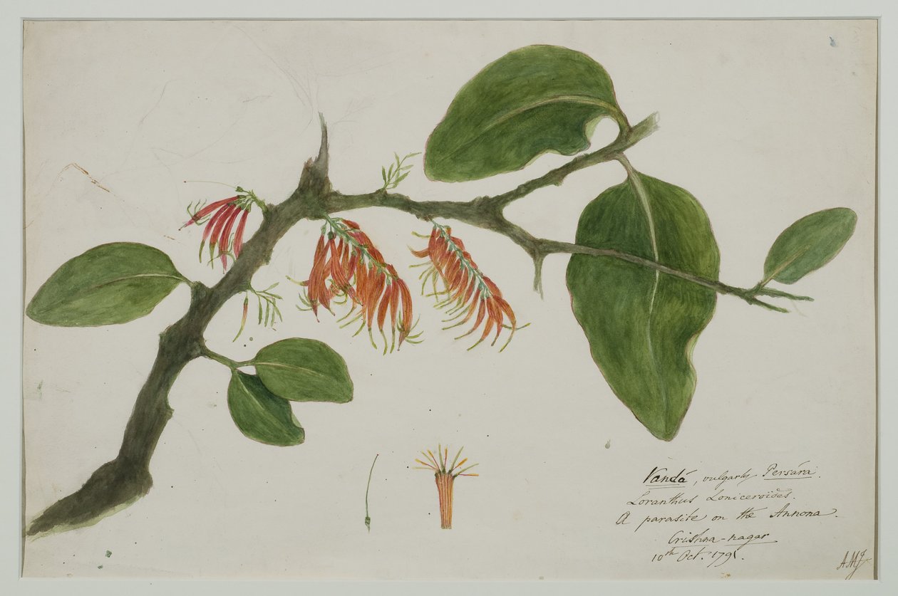 Dendrophthoe falcata (narancssárga fagyöngy), 1785 (wc papíron) alkotó: Anna Maria Jones