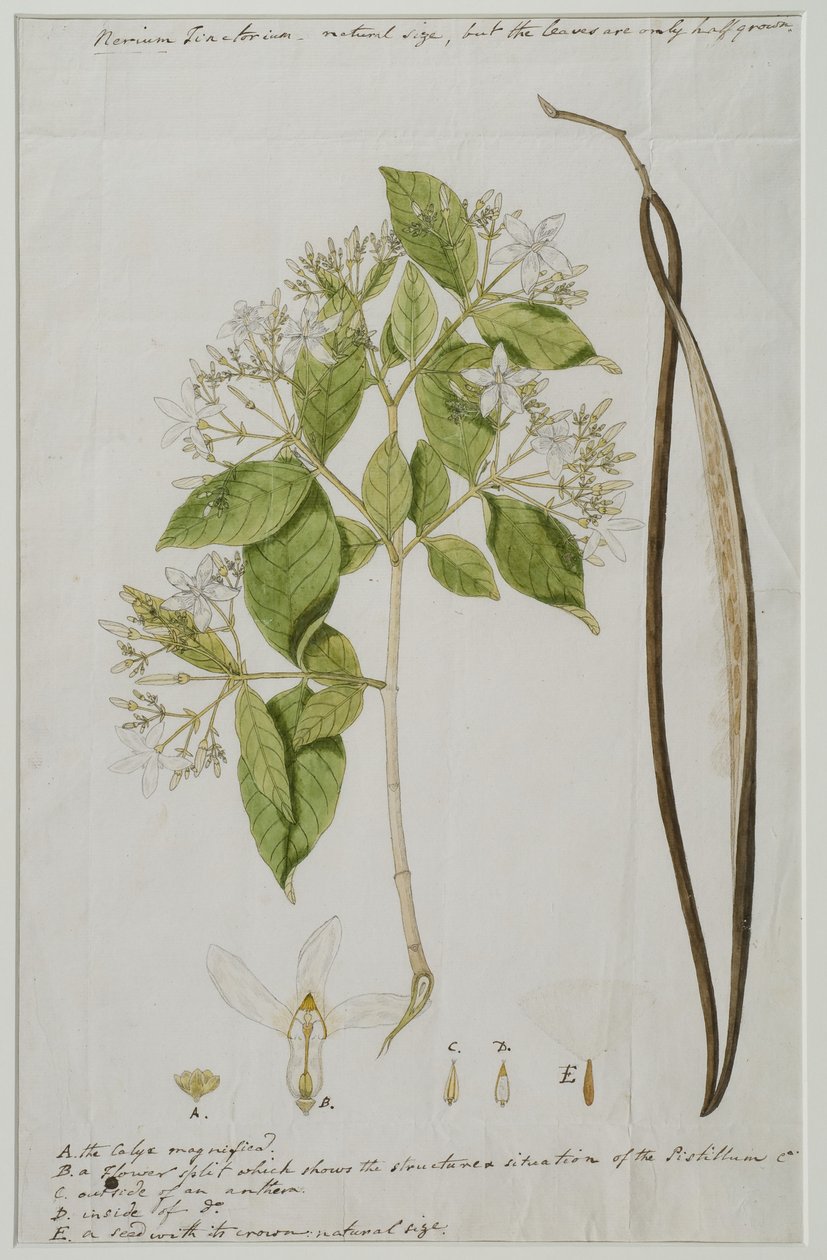 Wrightia tinctoria (Roxb.) R, 1785 (wc papíron) alkotó: Anna Maria Jones