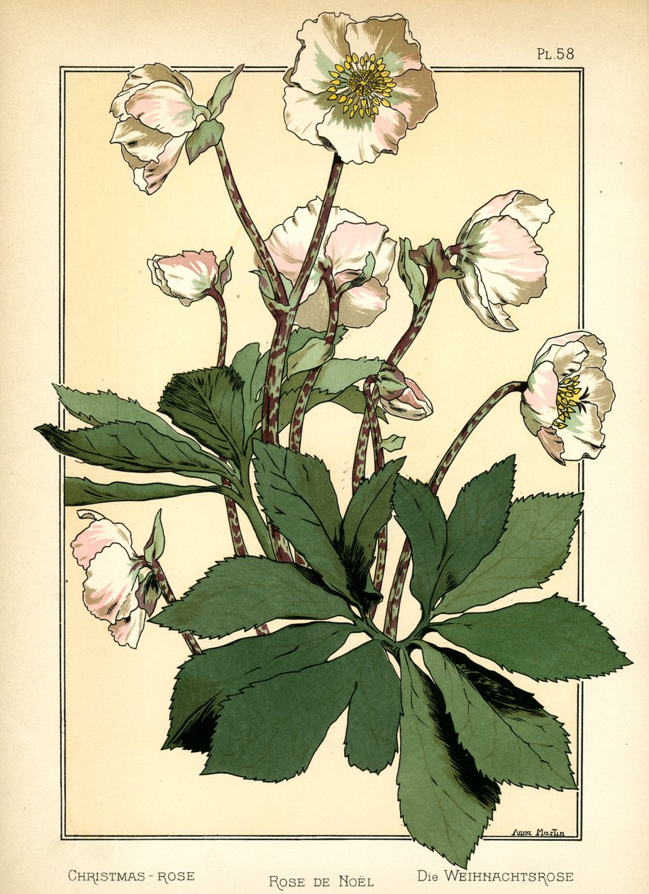 A karácsonyi rózsa alkotó: Anna Martin
