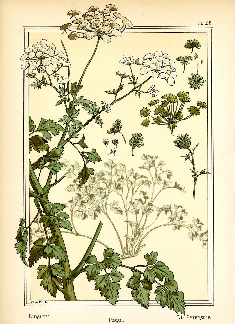 A petrezselyem alkotó: Anna Martin