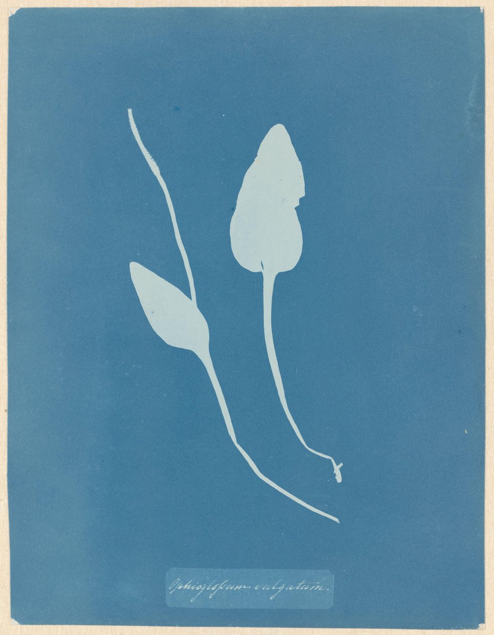Addertong alkotó: Anna Atkins