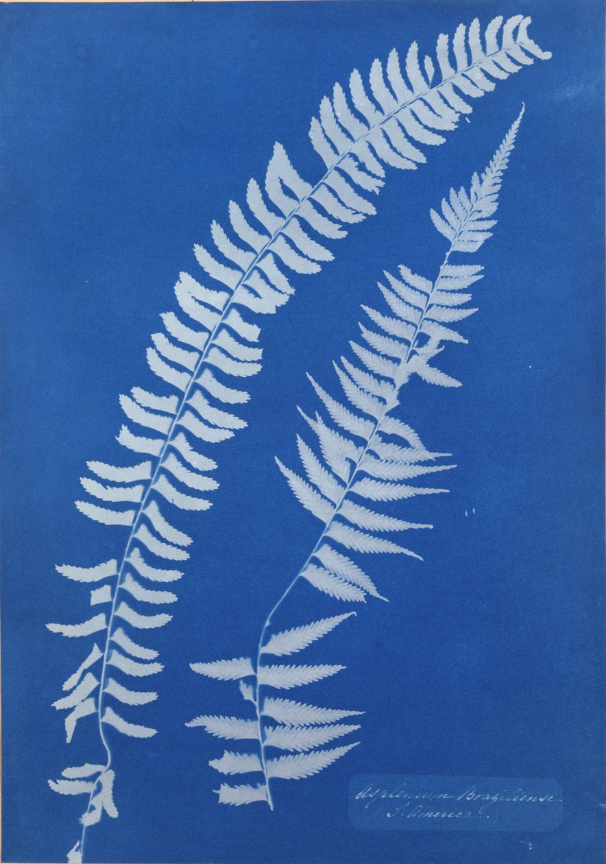Asplenium Braziliense, Dél-Amerika alkotó: Anna Atkins