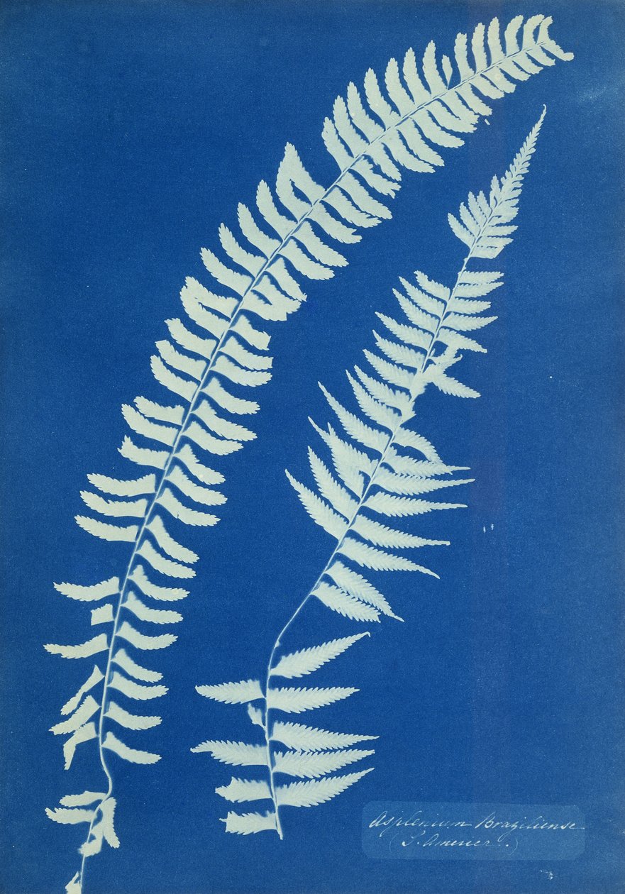 Asplenium Braziliense, Dél-Amerika, 1850 körül alkotó: Anna Atkins