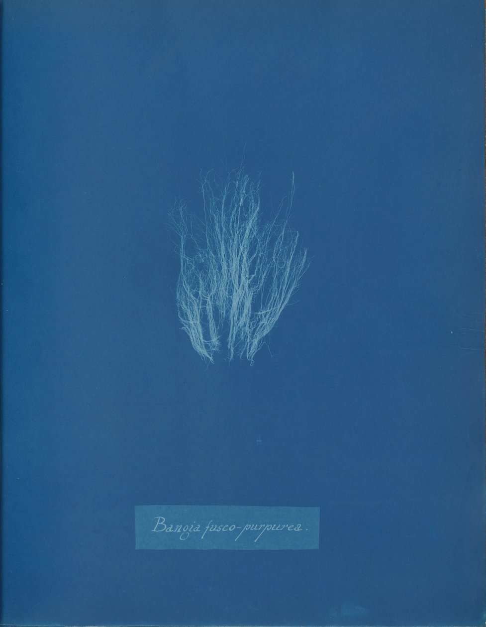 Bangia fusco-purpurea, kb. 1853. alkotó: Anna Atkins