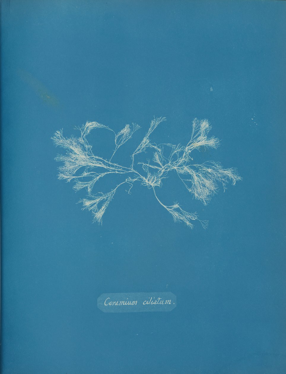 Csilós kerámia, kb. 1853 alkotó: Anna Atkins